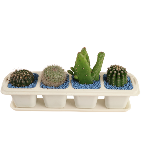 Cactus Plant (4in1)
