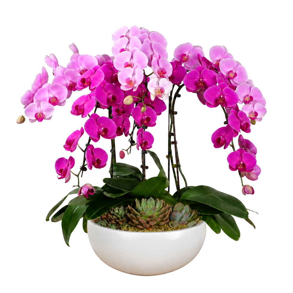 Grace Splendor (6 Single Stalk) - Orchid Phalaenopsis