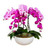 Grace Splendor (6 Single Stalk) - Orchid Phalaenopsis