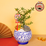 Abundant Flourish (Mini Kumquat 金豆) - CNY Plant