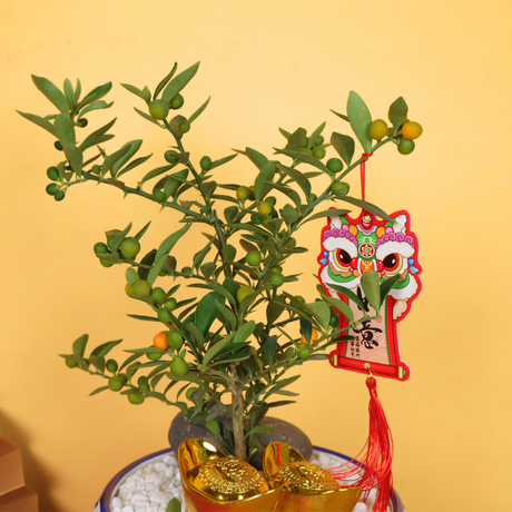 Abundant Flourish (Mini Kumquat 金豆) - CNY Plant