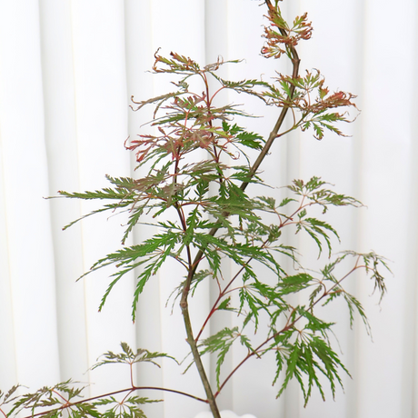 Acer Palmatum (Japanese Maple) in Ceramic Pot