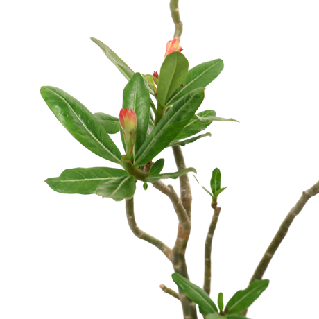 Adenium