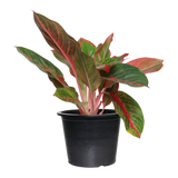 Aglaonema Commutatum Schott