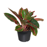 Aglaonema Commutatum Schott