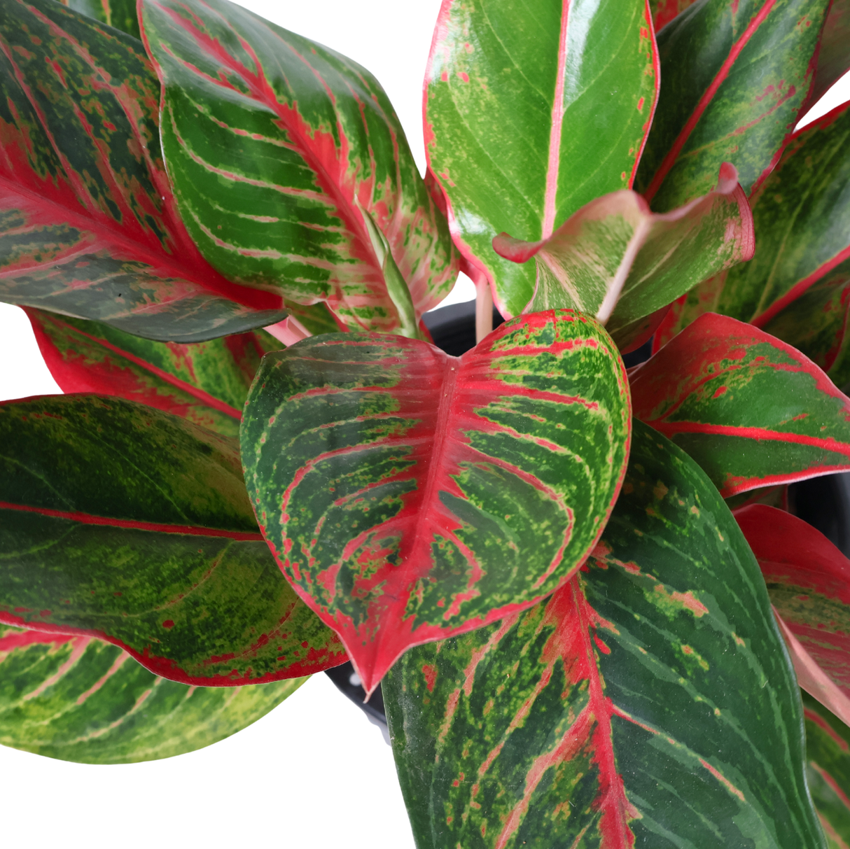 Aglaonema Commutatum Schott