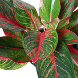 Aglaonema Commutatum Schott