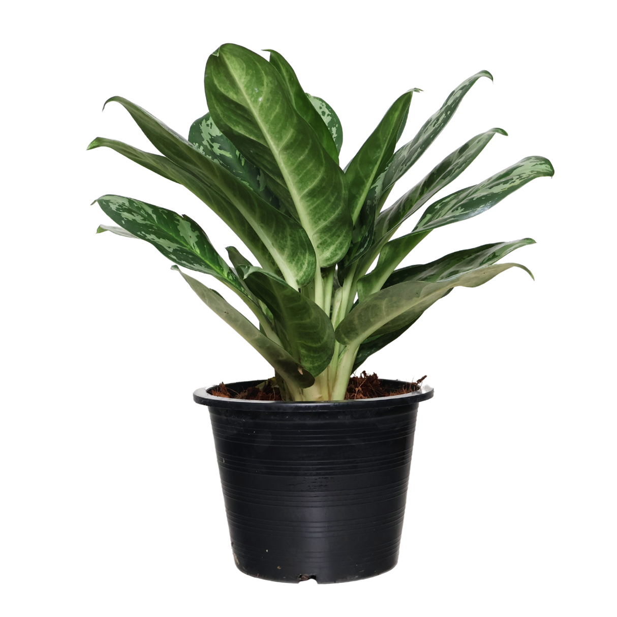 Aglaonema Commutatum Schott