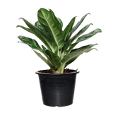 Aglaonema Commutatum Schott