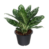 Aglaonema Commutatum Schott