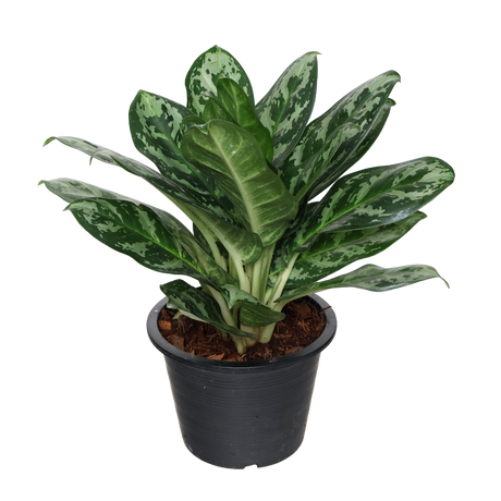 Aglaonema Commutatum (Chinese Evergreen)