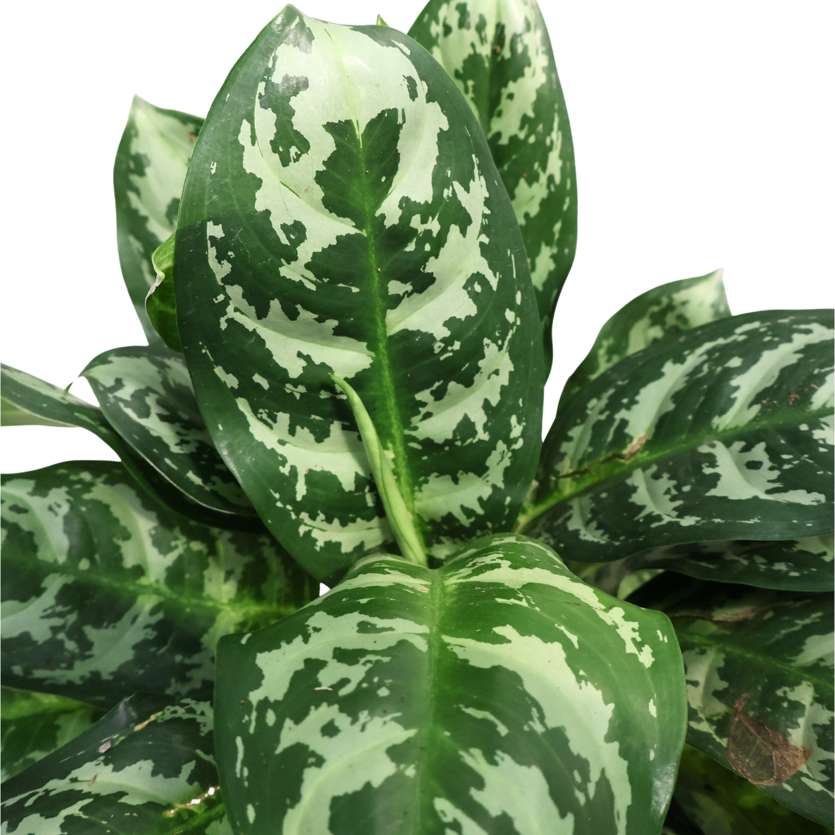 Aglaonema Commutatum Schott