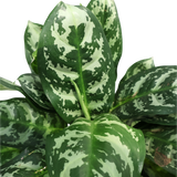 Aglaonema Commutatum Schott