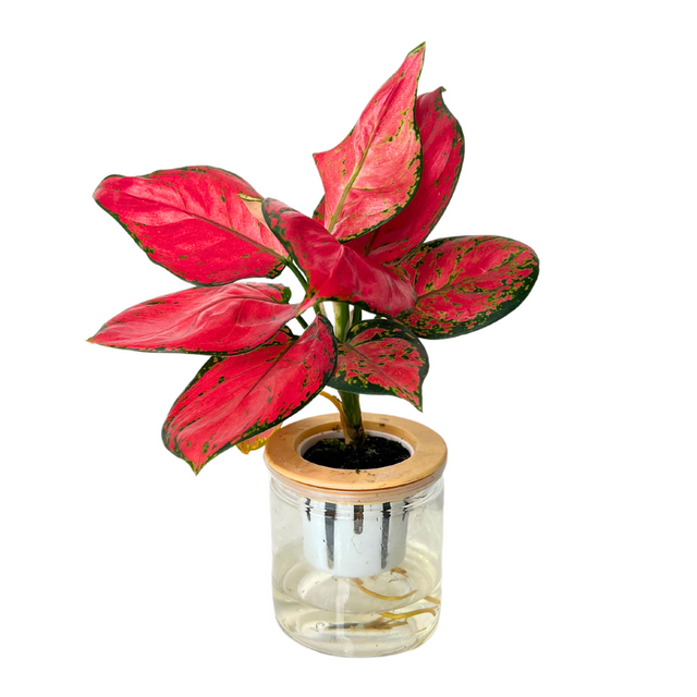 aglaonema hydroculture Aglaonema Hydroponic Plant