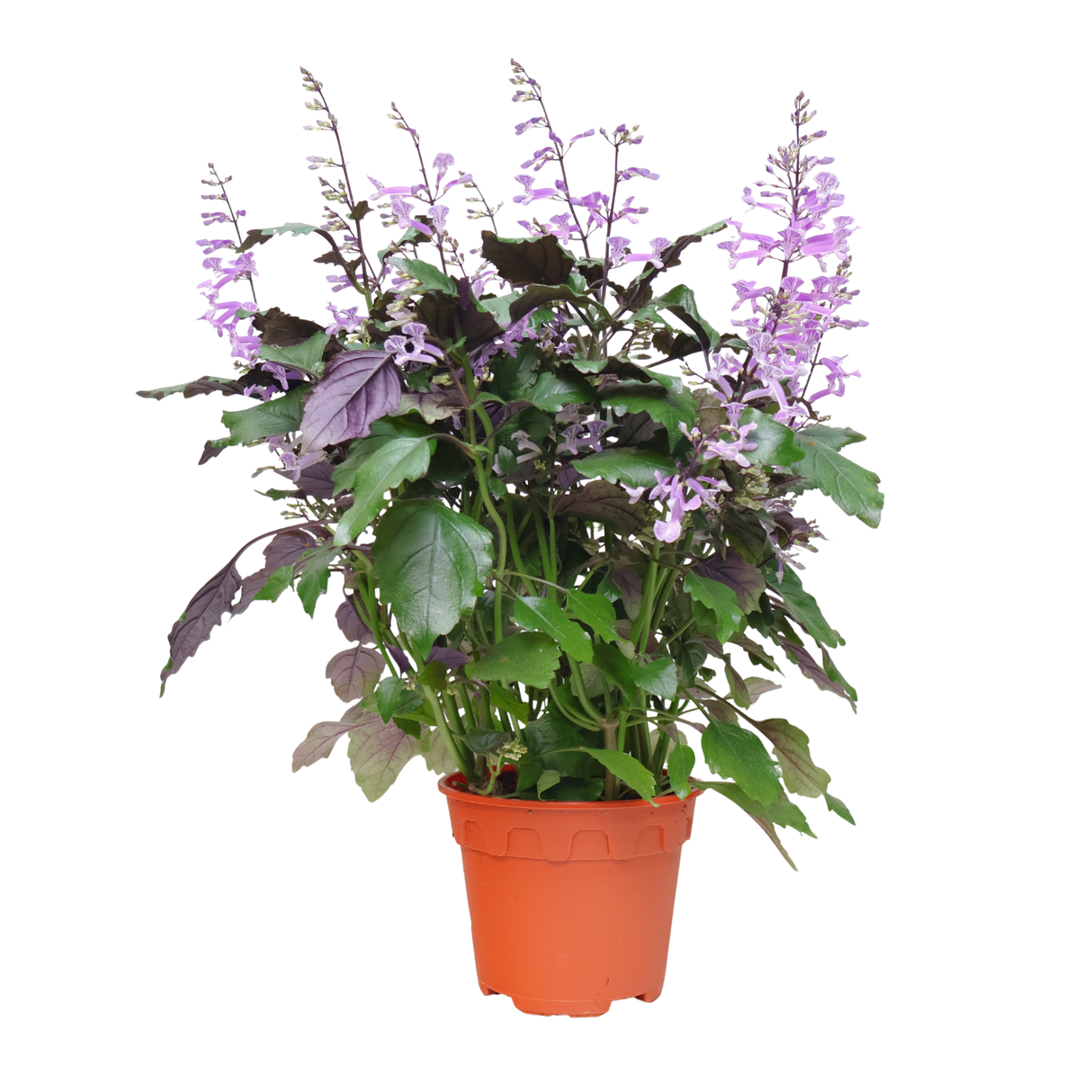 Ajuga Plant