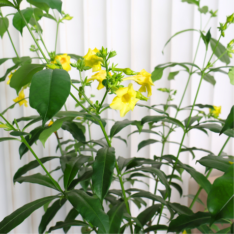 Allamanda Yellow (Golden Trumpet) in Ceramic Pot