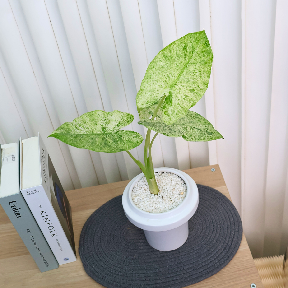 Alocasia Macrorrhiza in Ceramic Pot