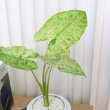 Alocasia Macrorrhiza in Ceramic Pot