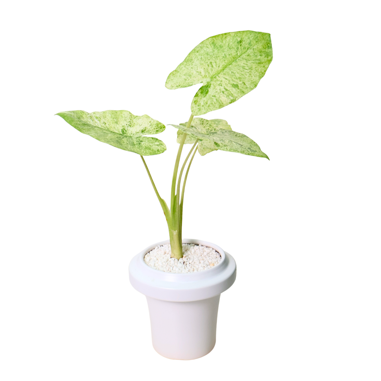 Alocasia Macrorrhiza in Ceramic Pot