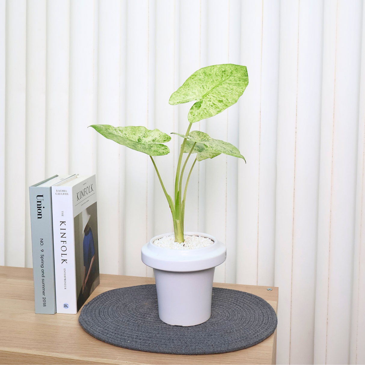 Alocasia Macrorrhiza in Ceramic Pot