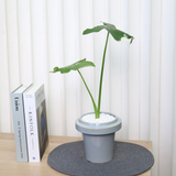 Alocasia Xanthosoma (Mickey Mouse) in Ceramic Pot