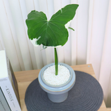 Alocasia Xanthosoma (Mickey Mouse) in Ceramic Pot