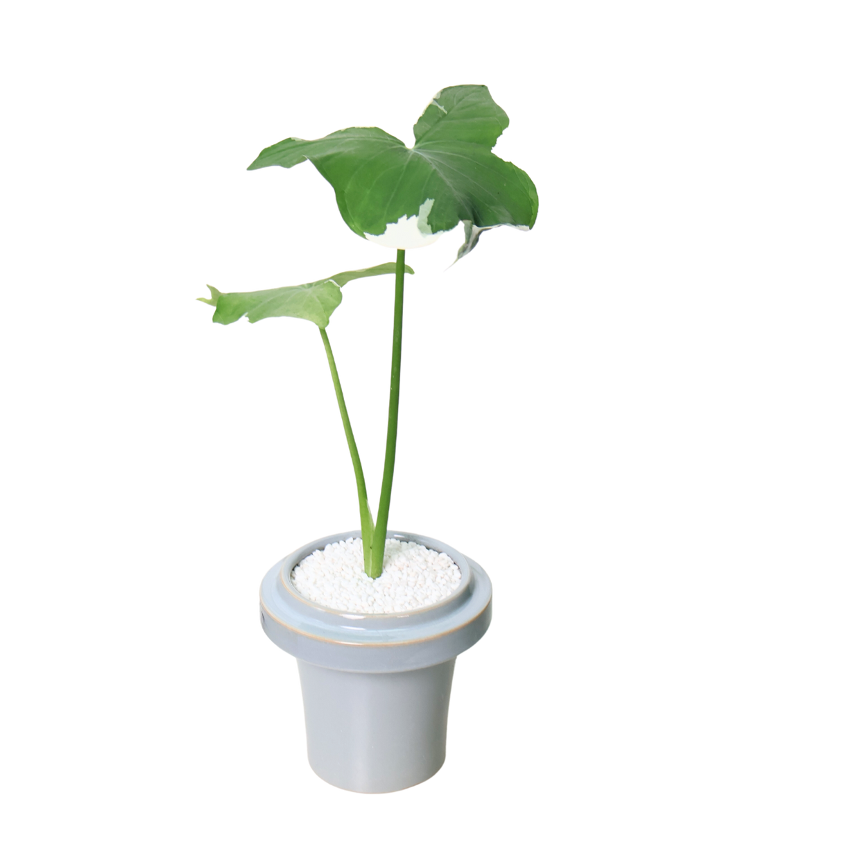 Alocasia Xanthosoma (Mickey Mouse) in Ceramic Pot