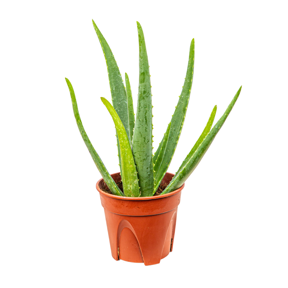 Aloe Vera Herbs Plant