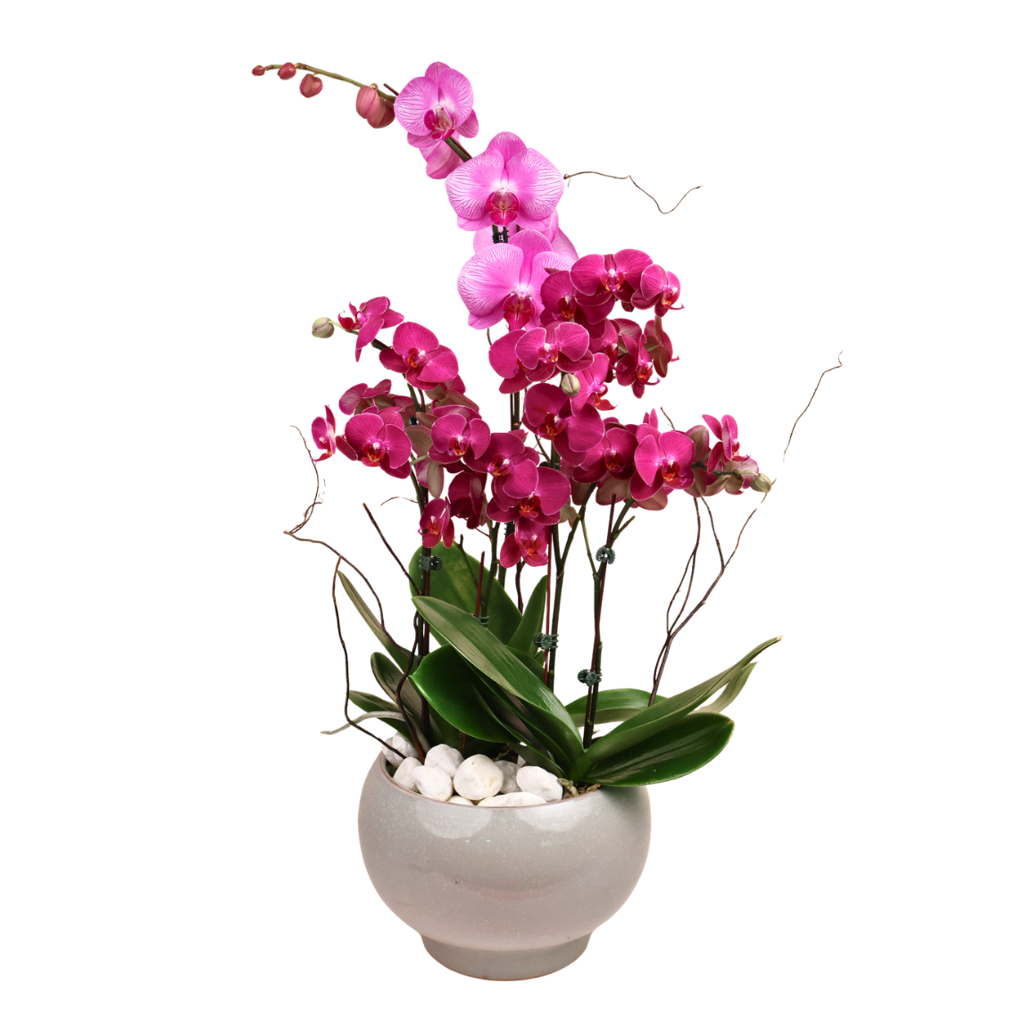 Amethyst Whisper (1 Single Stalk, 2 Double Stem) - Orchid Phalaenopsis