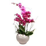 Amethyst Whisper (1 Single Stalk, 2 Double Stem) - Orchid Phalaenopsis