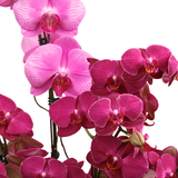 Amethyst Whisper (1 Single Stalk, 2 Double Stem) - Orchid Phalaenopsis