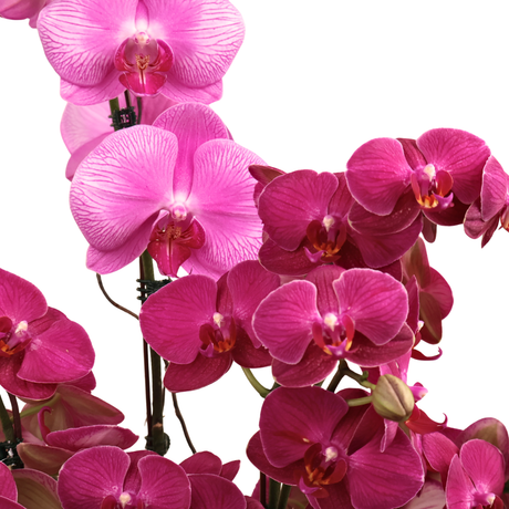 Amethyst Whisper (1 Single Stalk, 2 Double Stem) - Orchid Phalaenopsis