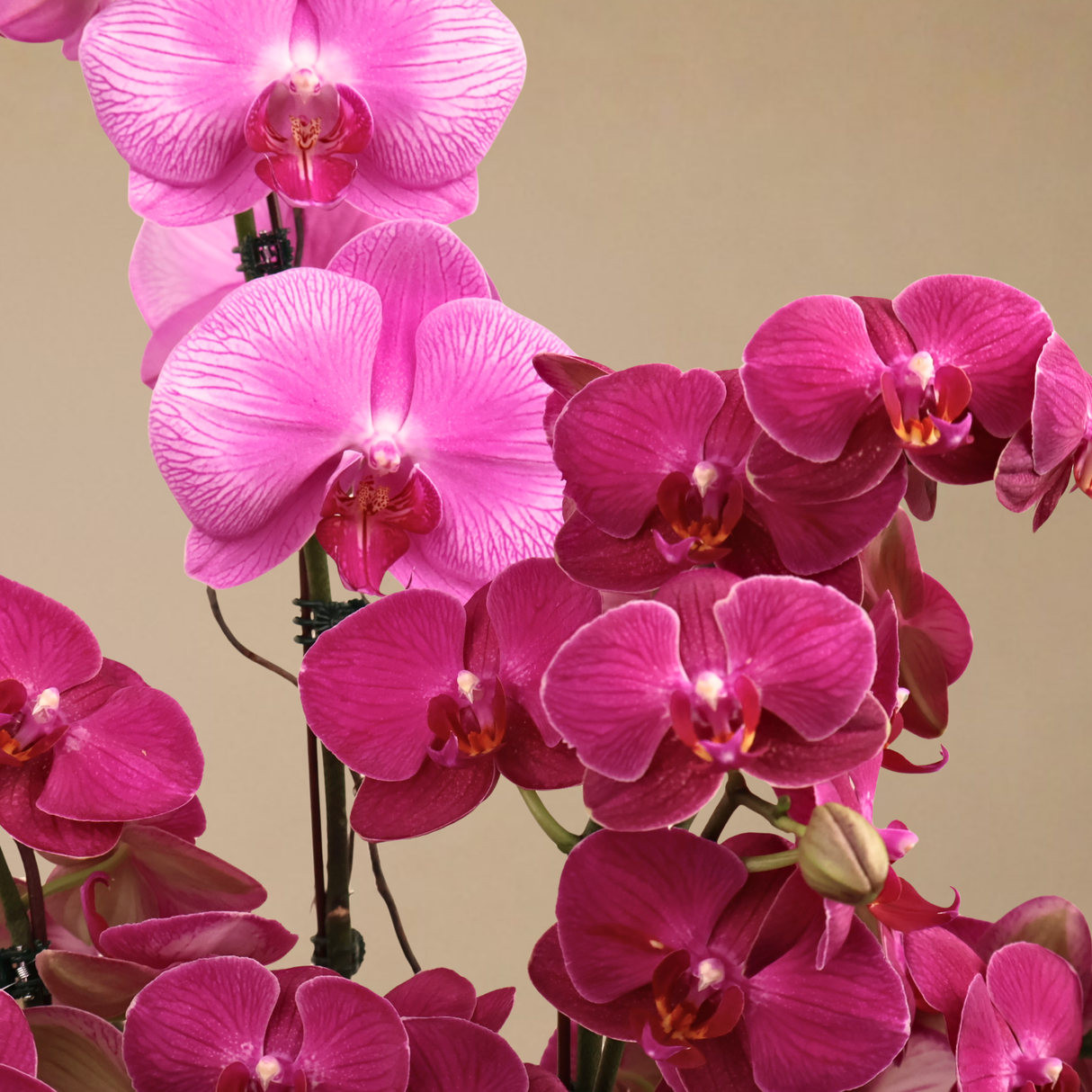 Amethyst Whisper (1 Single Stalk, 2 Double Stem) - Orchid Phalaenopsis