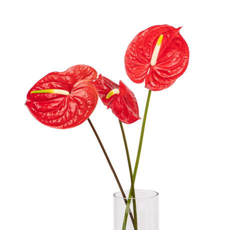 Anthurium XXL Size (Malaysia)