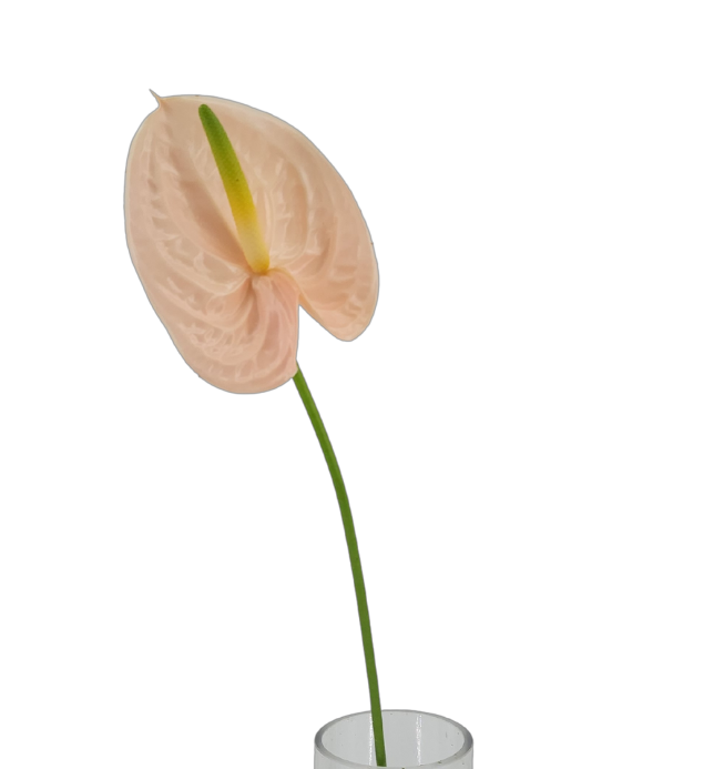 Anthurium XL Size | Fresh Flowers | Ji Mei Flower