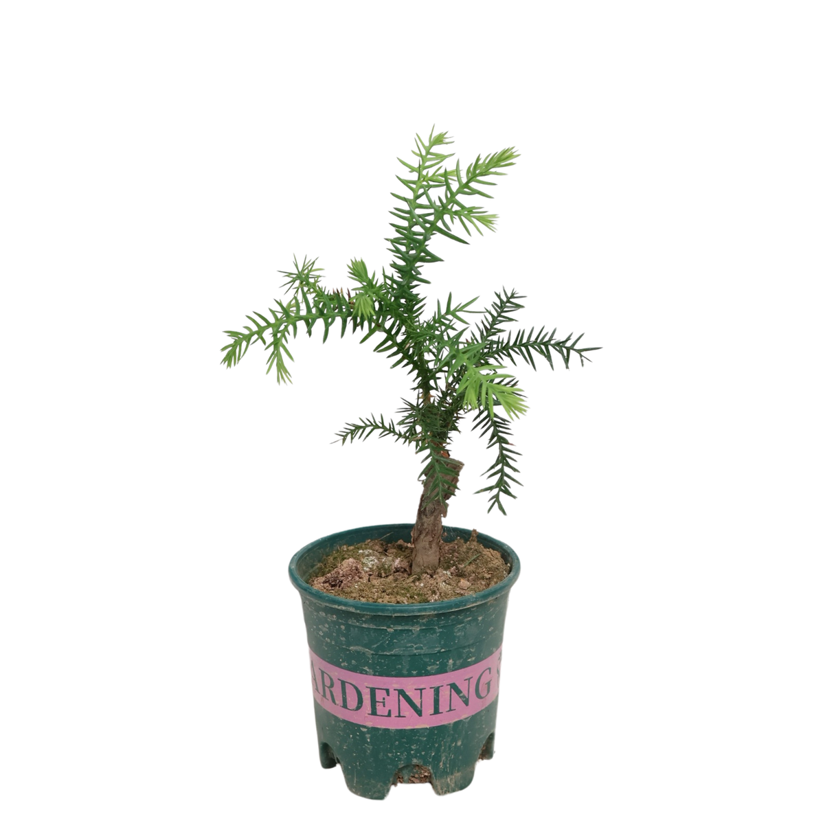 Araucaria Cunninghamii (Hoop Pine)  in Ceramic Pot