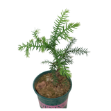 Araucaria Cunninghamii (Hoop Pine)  in Ceramic Pot