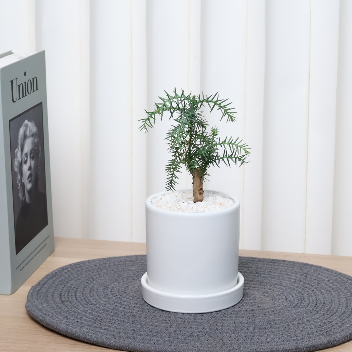 Araucaria Cunninghamii (Hoop Pine)  in Ceramic Pot