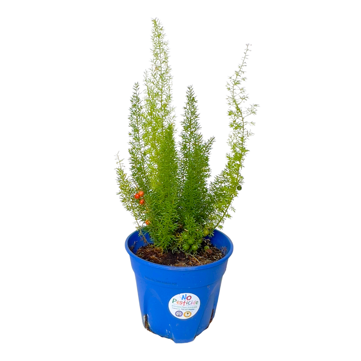 Asparagus Myersii Plant 15cm Pot