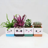 Adorable Pot with Assorted Plant (Gift)