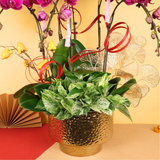 Aura Prosperity (6 Single Stalks) - Orchid Phalaenopsis