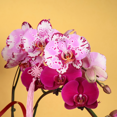 Aura Prosperity (6 Single Stalks) - Orchid Phalaenopsis