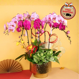Aura Prosperity (6 Single Stalks) - Orchid Phalaenopsis