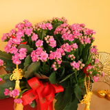 Aurea Blossom (Kalanchoe 万紫千红) - CNY Plant