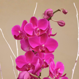 Aurelia Bloom (4 Double Stalk) - Orchid Phalaenopsis