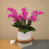 Aurelia Bloom (4 Double Stalk) - Orchid Phalaenopsis