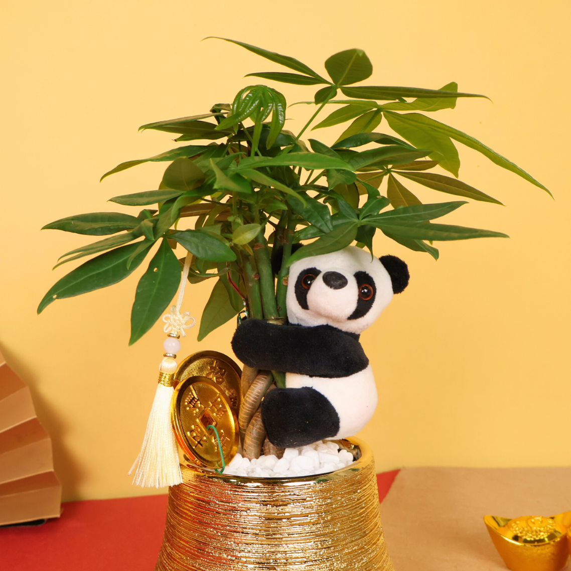 Fortune Embrace (Money Tree 发财树) - CNY Plant