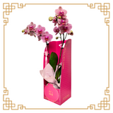 Auspicious Orchid with box