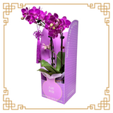 Auspicious Orchid with box