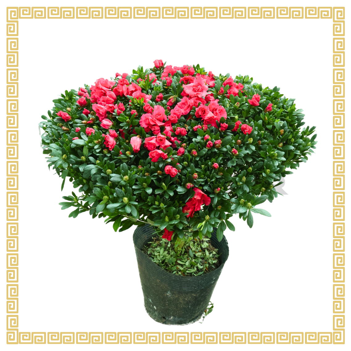 Azalea (80cm) 杜鹃花